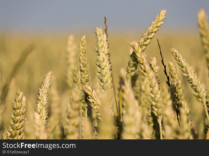 Corn Field