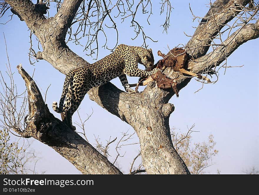 Leopard enjoying his catch