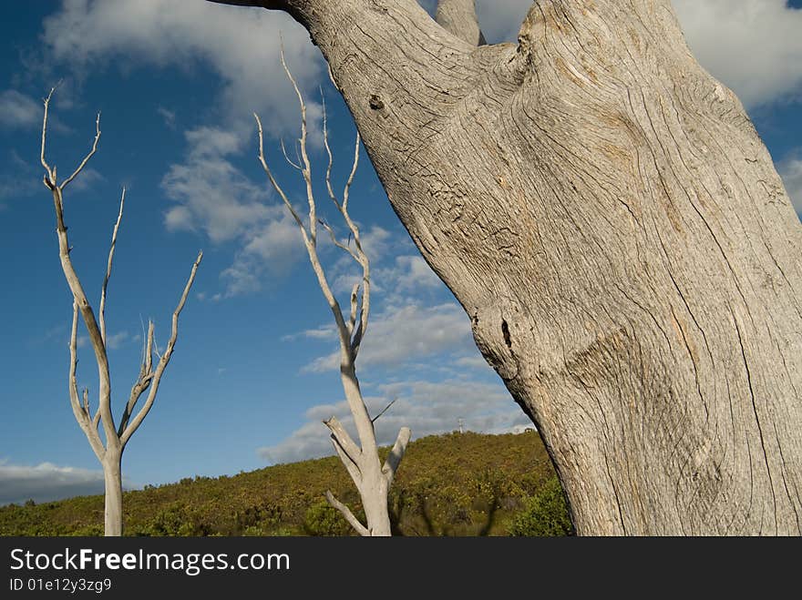 Three dead trees on a open field with blue skies and clouds. Three dead trees on a open field with blue skies and clouds