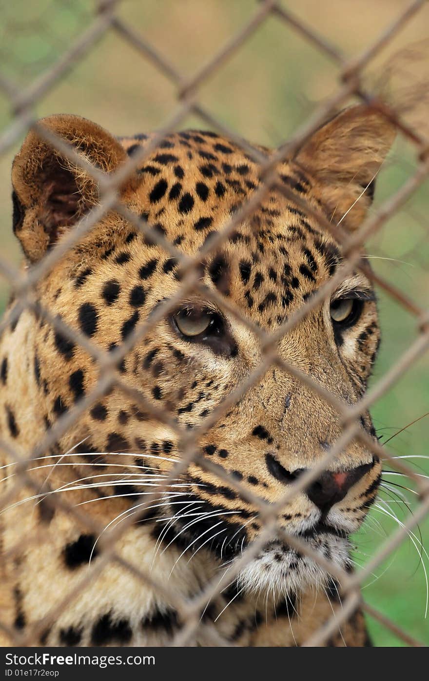 Leopard looking sad behind the cage.