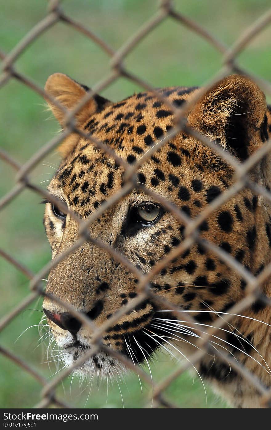 Leopard looking sad behind the cage.