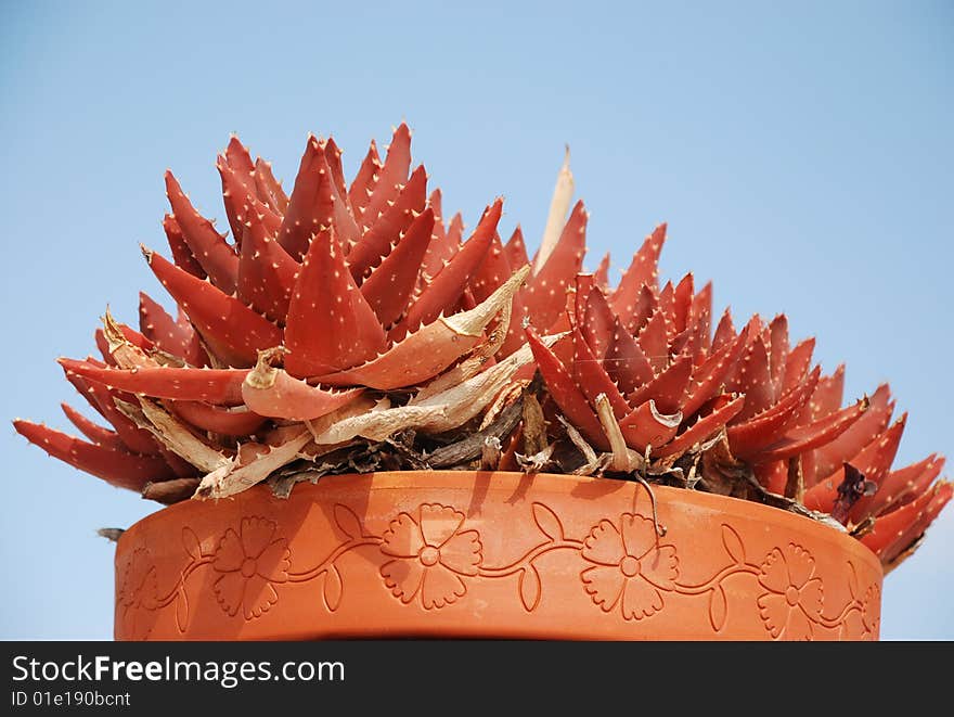 Red Aloe Vera