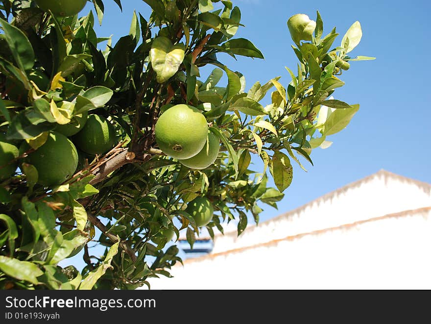 Green Oranges