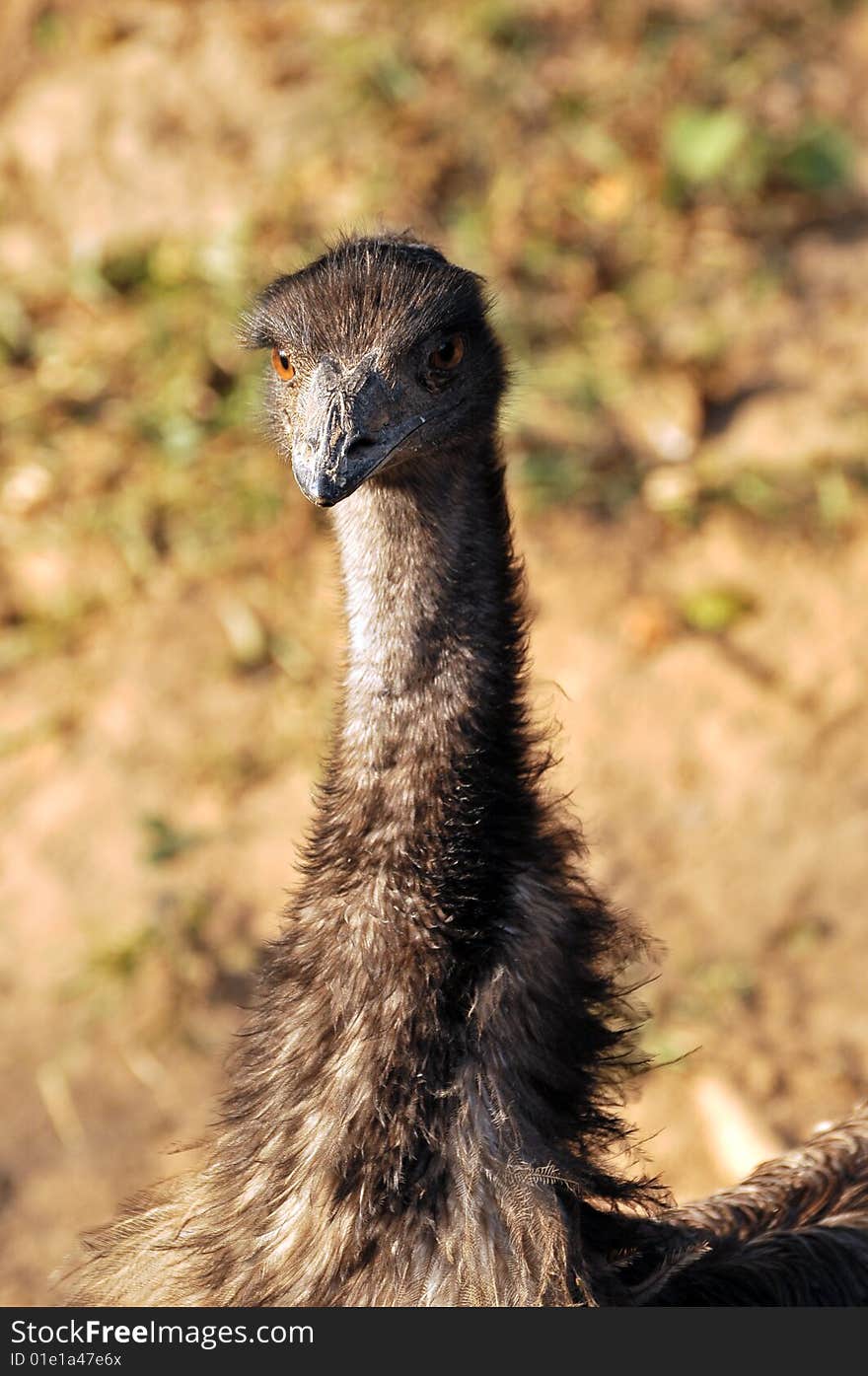Closeup of emu face looking great.