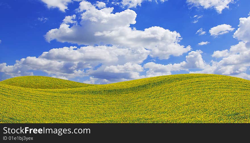 Field of sunflowers on Ukraine. Field of sunflowers on Ukraine