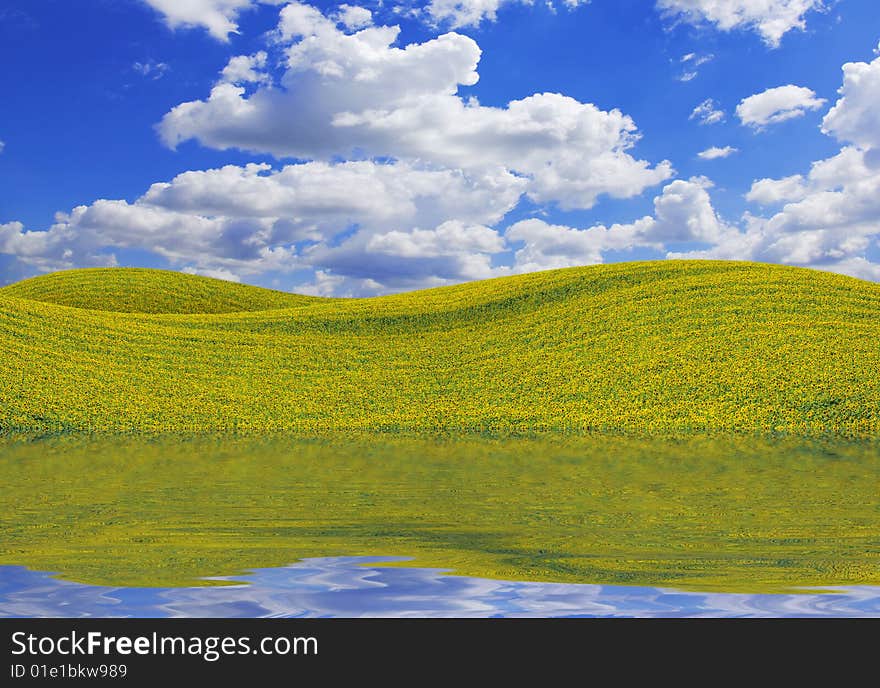 Field of sunflowers on Ukraine. Field of sunflowers on Ukraine