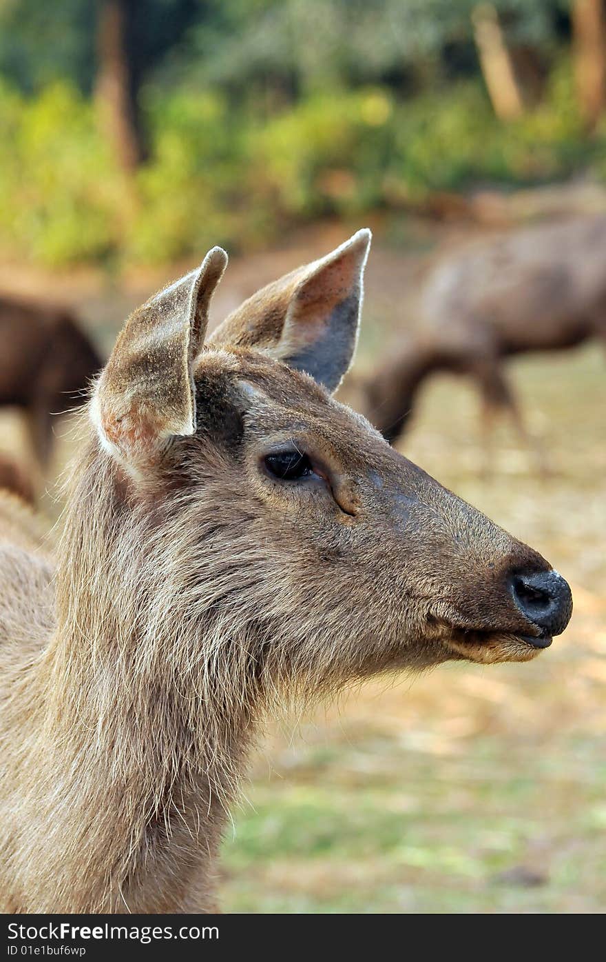 Chinkara Deer