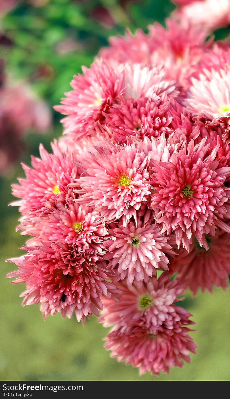 Pink flowers looking beautiful in sunny day.