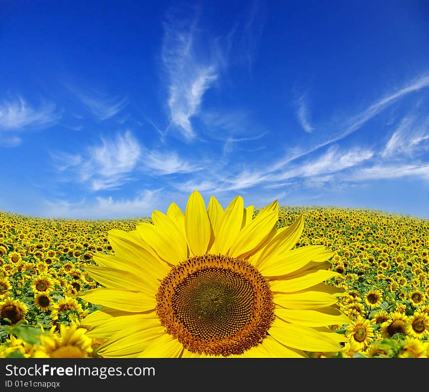 Field of sunflowers on Ukraine. Field of sunflowers on Ukraine