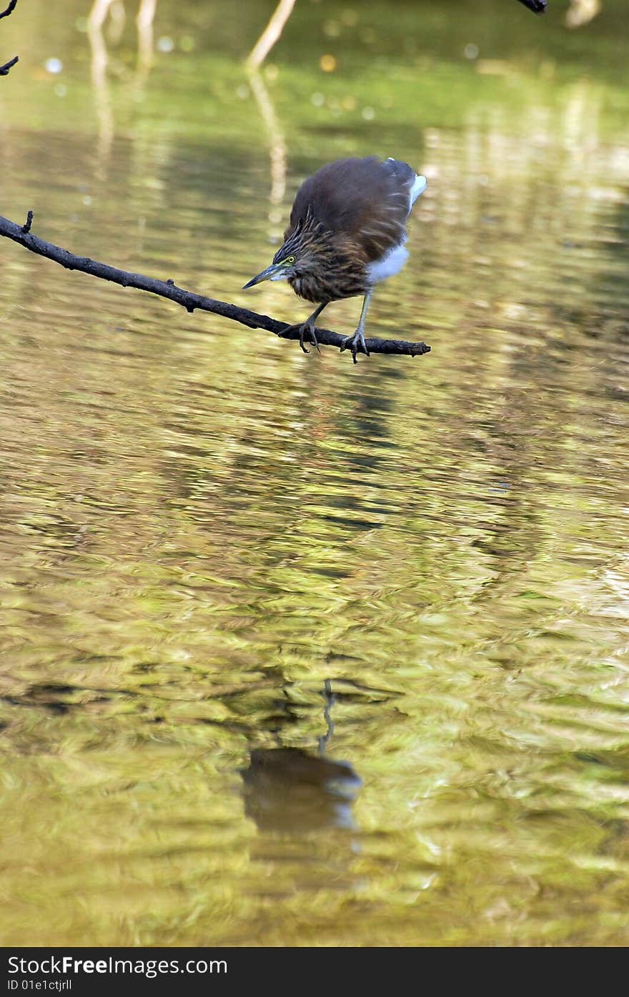 Black crowned heron standing on the tree.