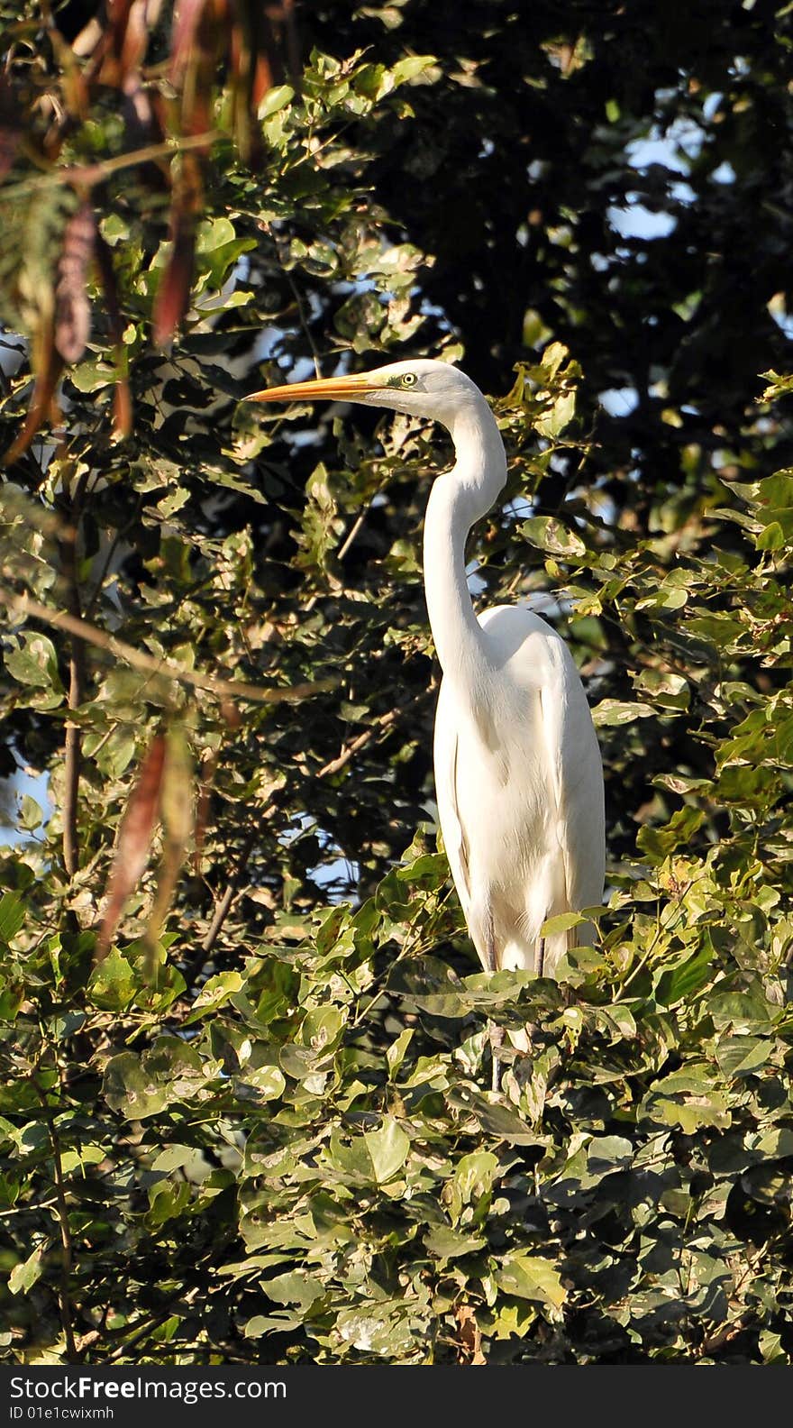 White crowned heron standing on the tree.