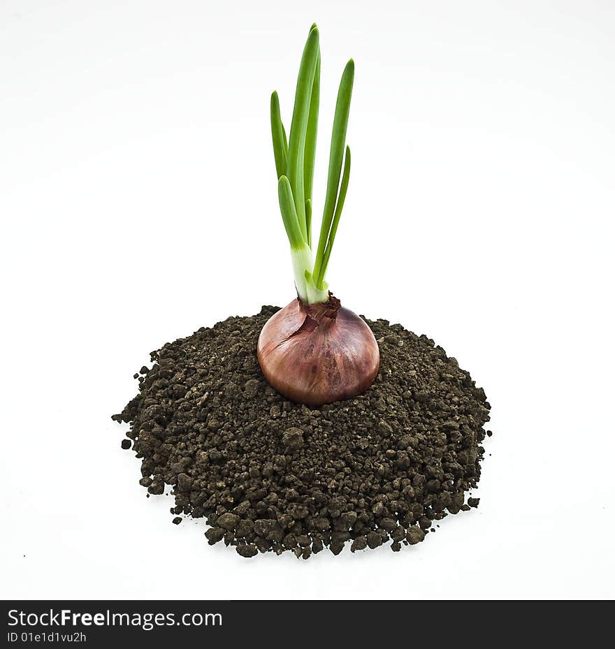 Red onion on soil