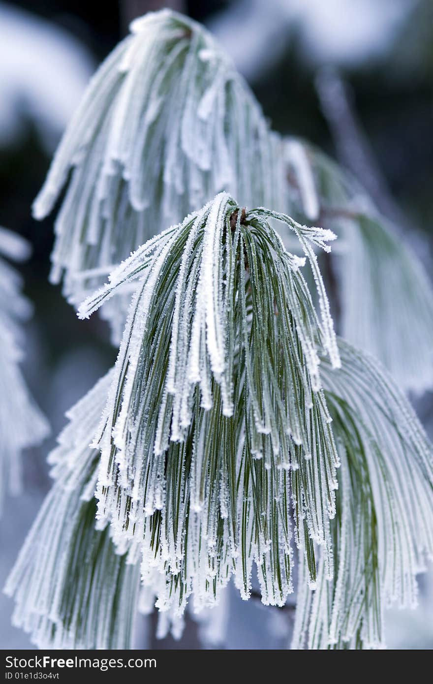 Hoar-frost on frozen branch of pine.