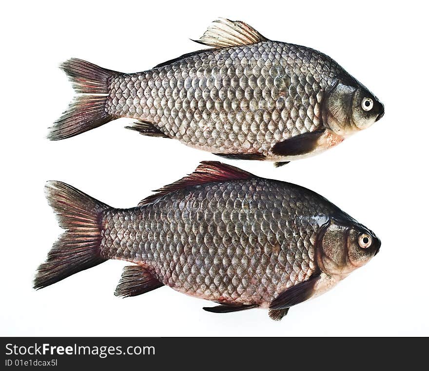 Two carps
on white background