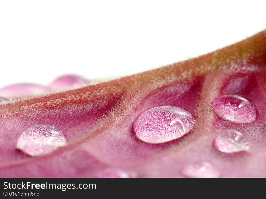 Red  background leaf  with drops. Red  background leaf  with drops