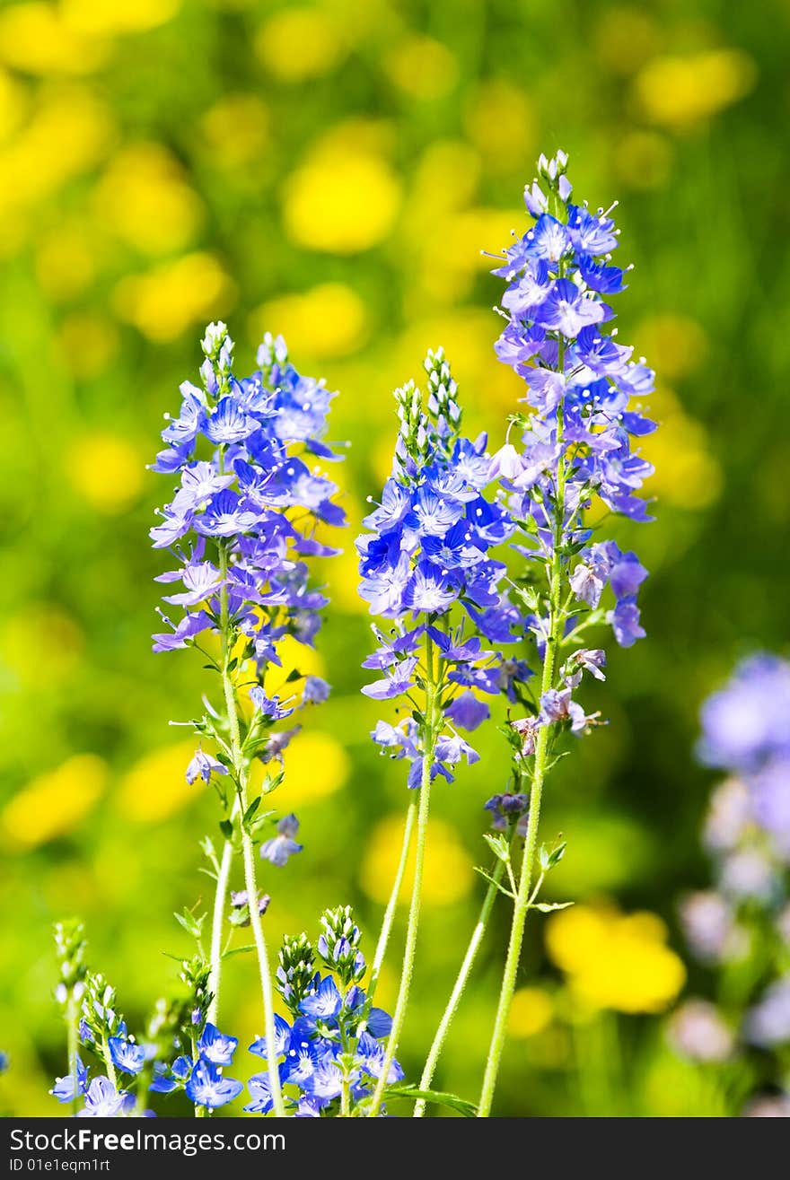 Blue flowers