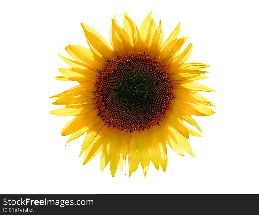 Sunflower on white background isolated