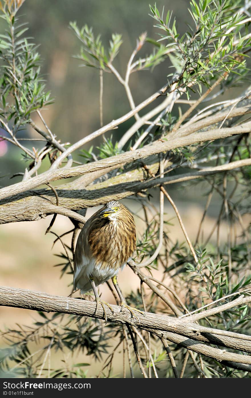 Black crowned heron standing on the tree.