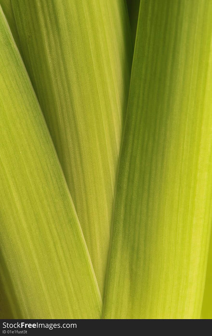 A close-up of hyacinth stems. Suitable as abstract natural background.