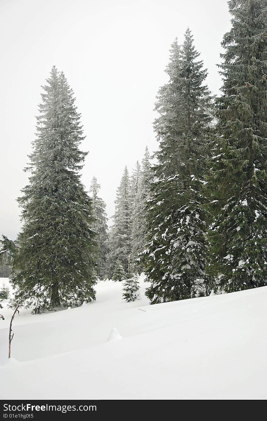 Scenic view of trees in Carpatian mountains, Ukraine. Scenic view of trees in Carpatian mountains, Ukraine