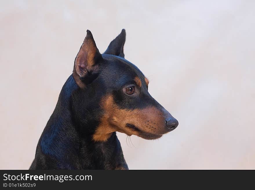 Miniature pinscher