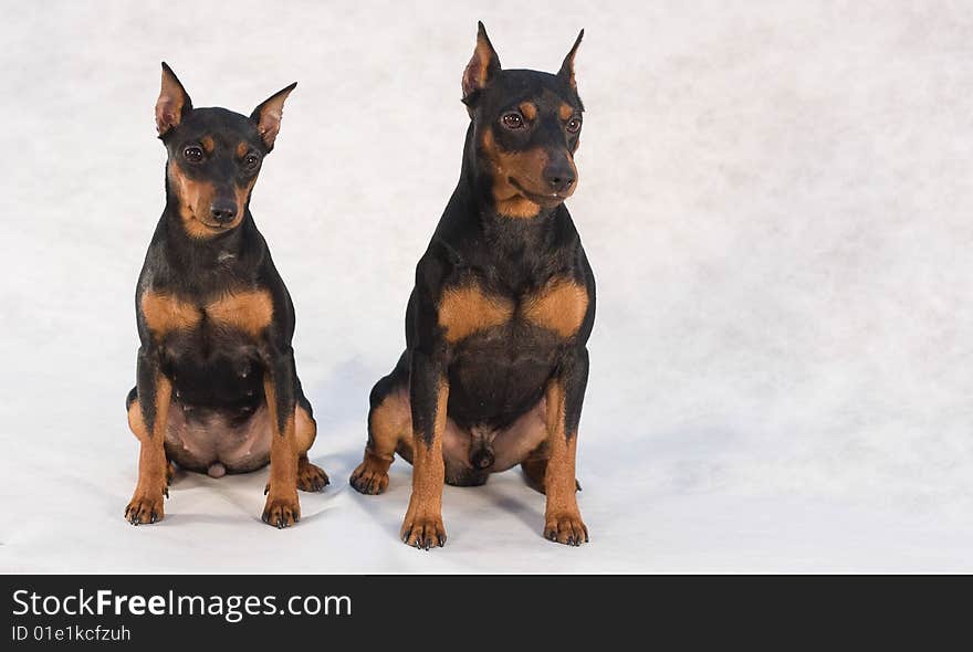 Two Miniature Pinscher