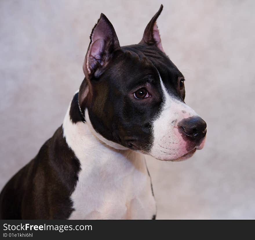 Portrait of staffordhire terrier on grey background