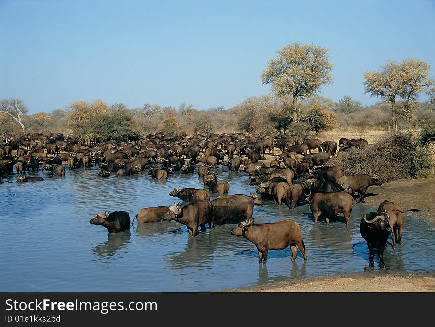 Group Of Buffalo