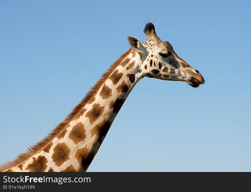 Side view of a Giraffe head and neck, blue sky background. Side view of a Giraffe head and neck, blue sky background