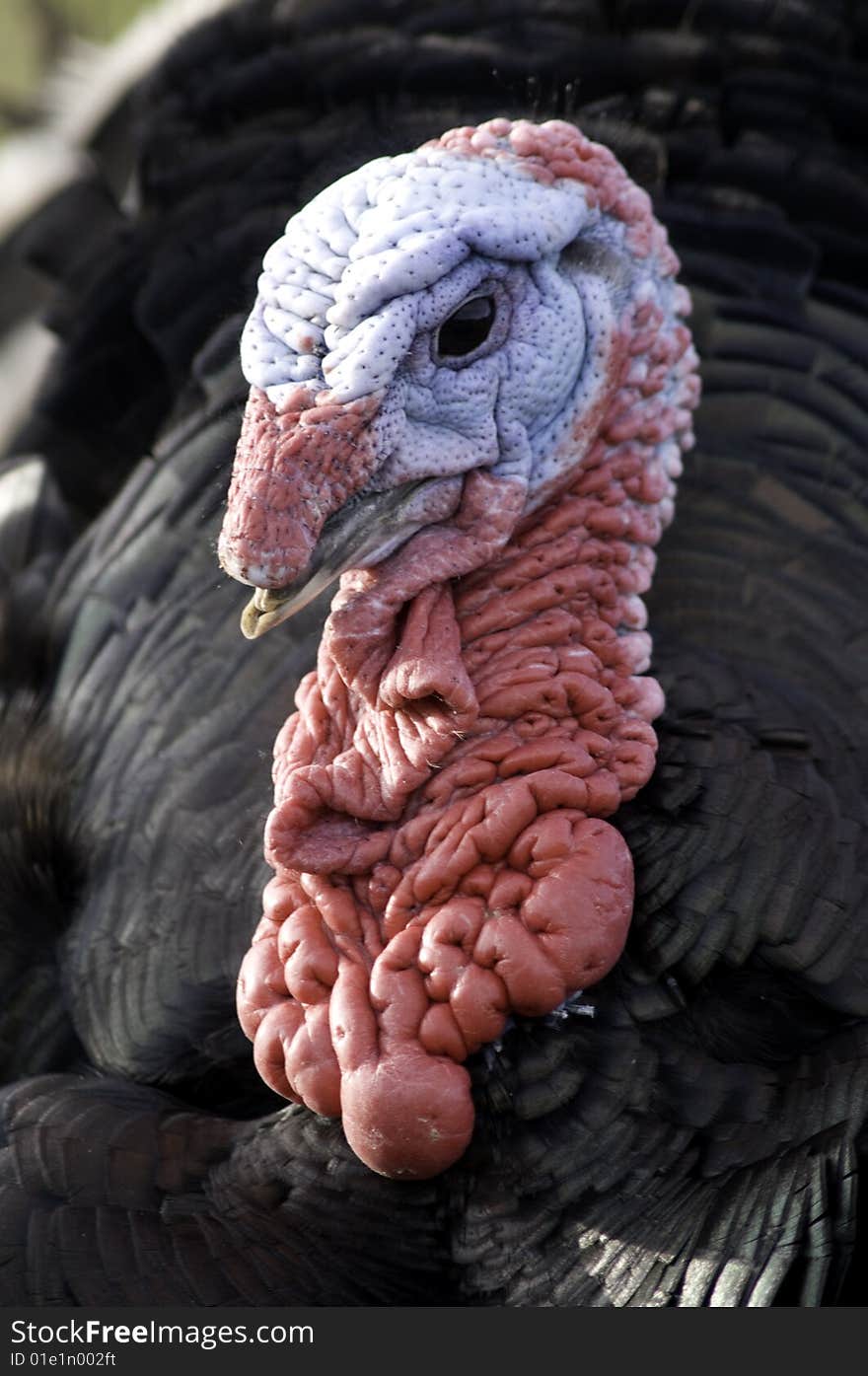 A male Turkey head close up