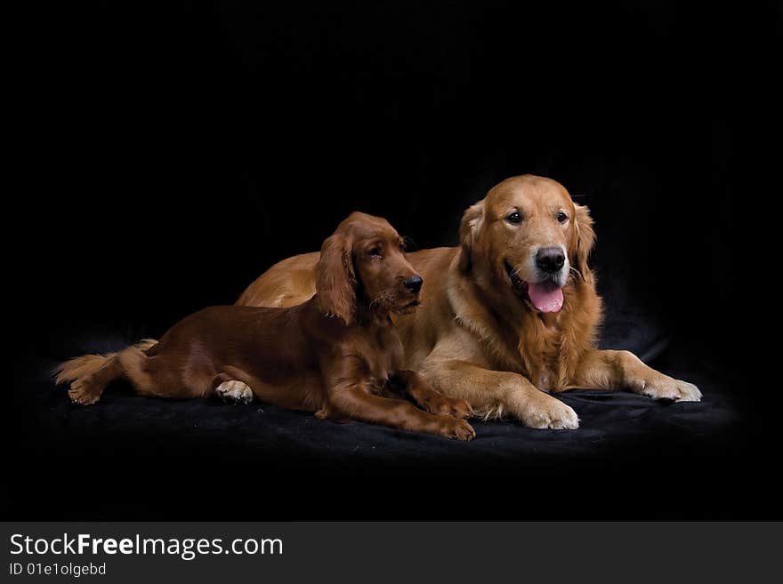 Golden Retriever and Irish Setter