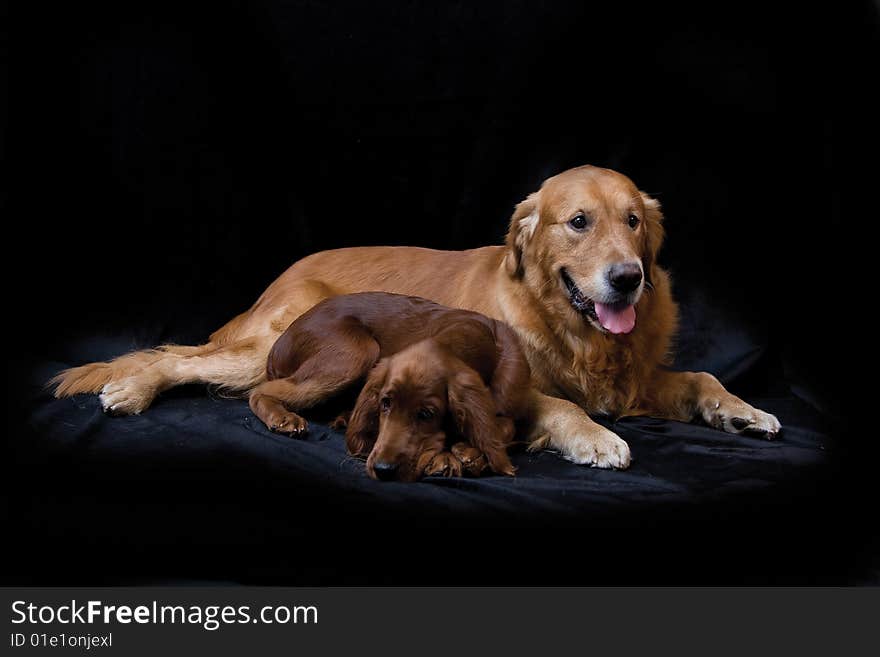 Golden Retriever and Irish Setter