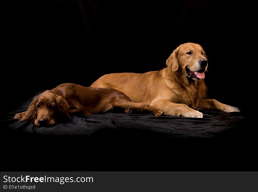 Golden Retriever and Irish Setter