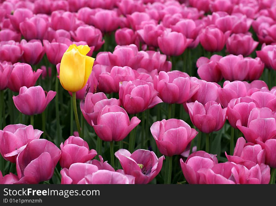 Tulips in a spring garden