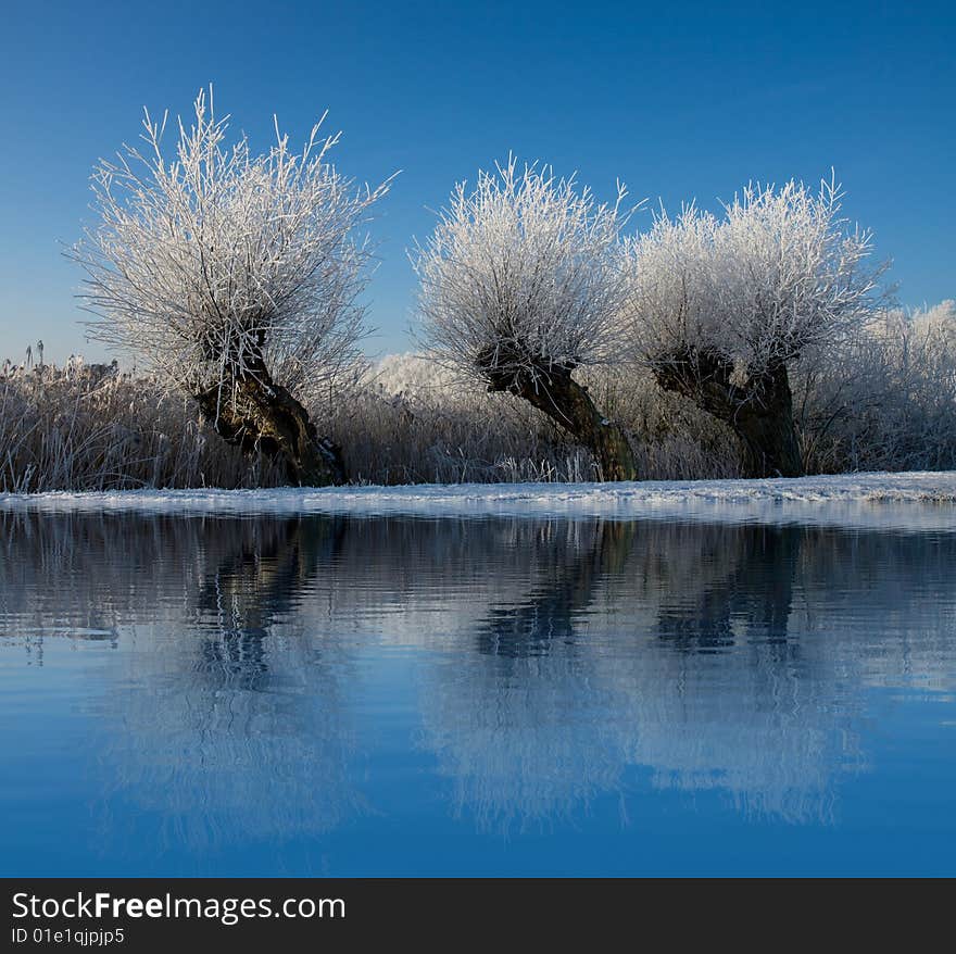 Tree reflection