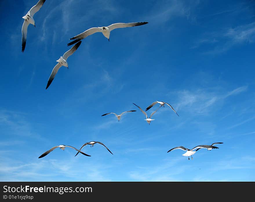 Seagulls