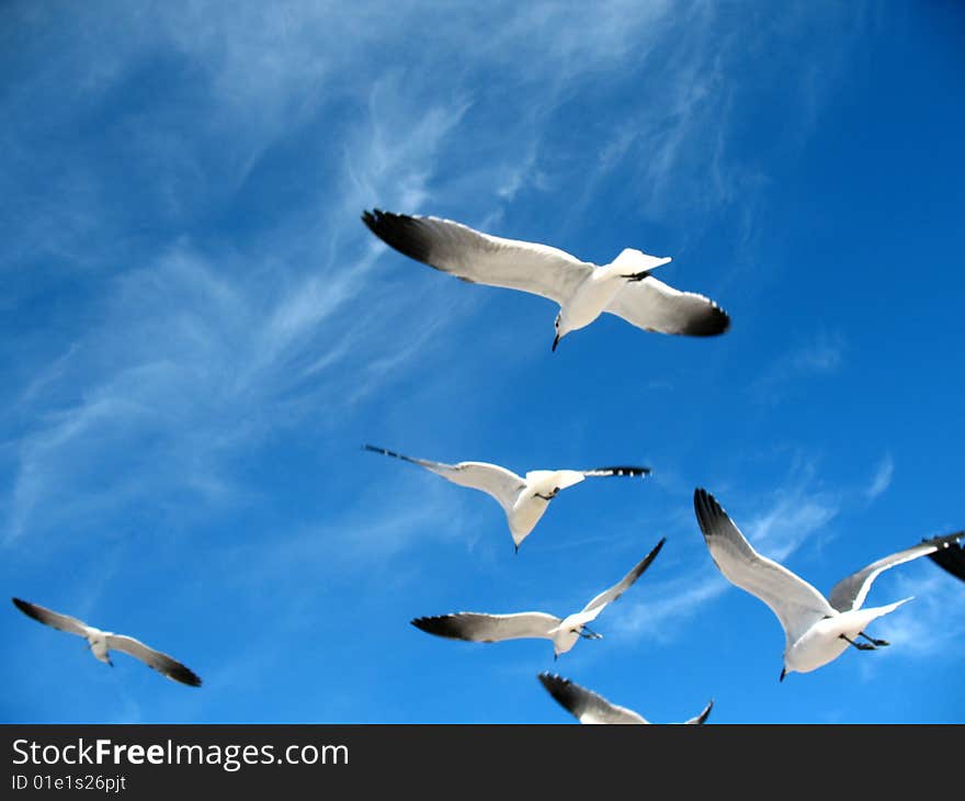 Seagulls