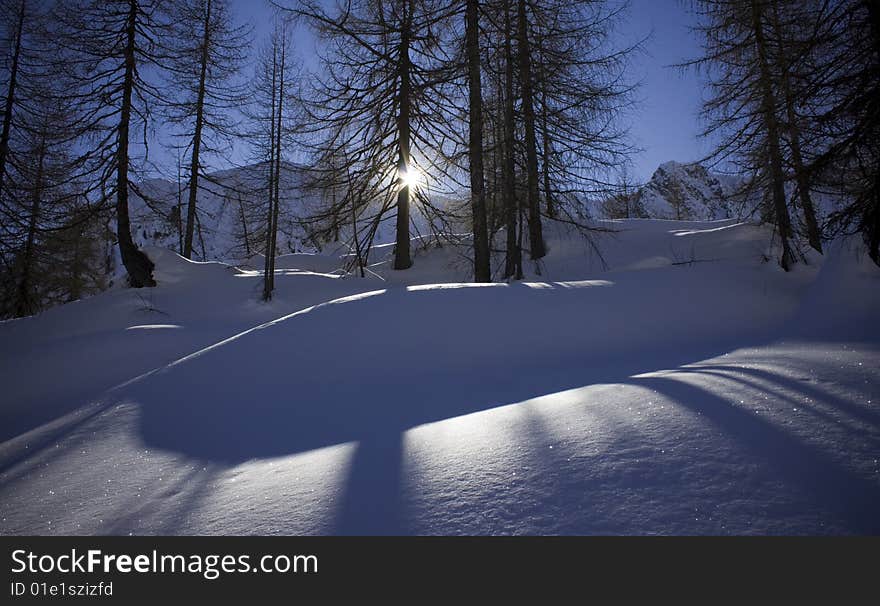 Shadows of pine trees on the snow. Shadows of pine trees on the snow