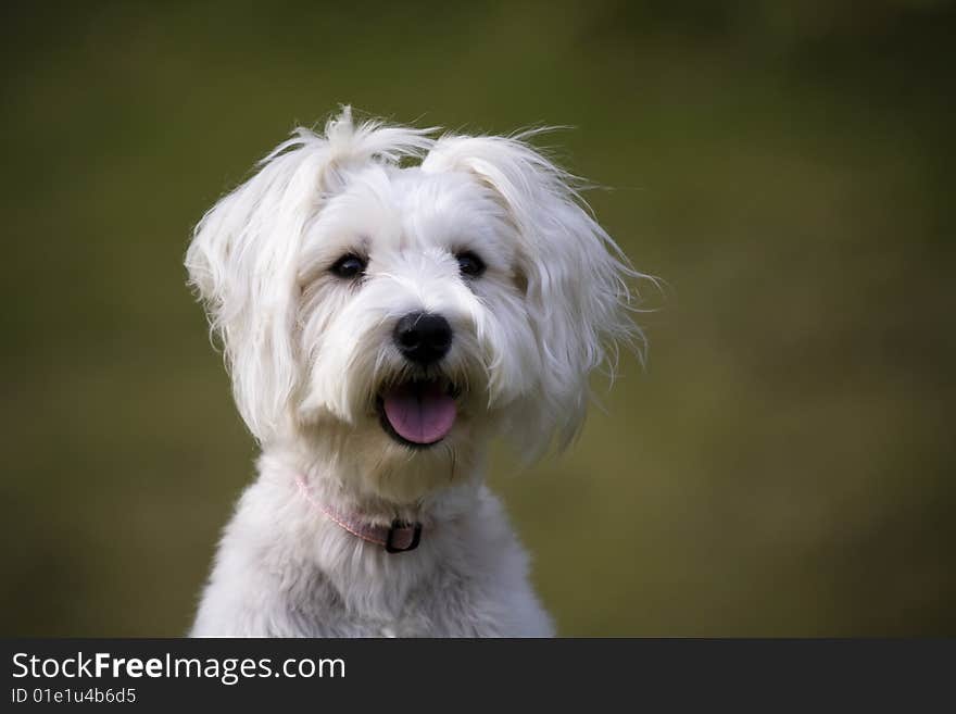 An lovely White Schnauzer Girl