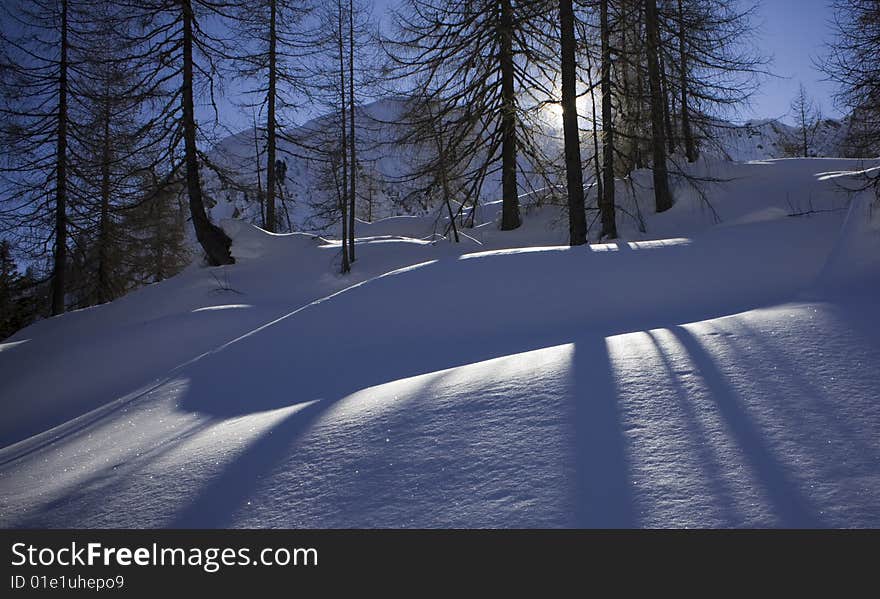 Shadows of pine trees on the snow. Shadows of pine trees on the snow