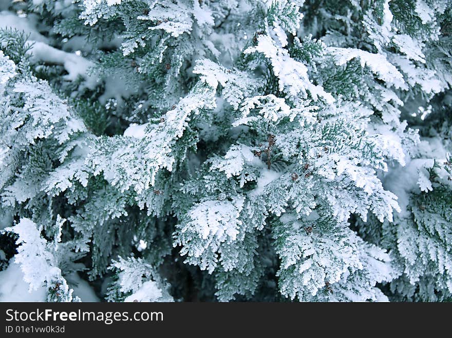 Winter thuja branch in snow and ice. Winter thuja branch in snow and ice