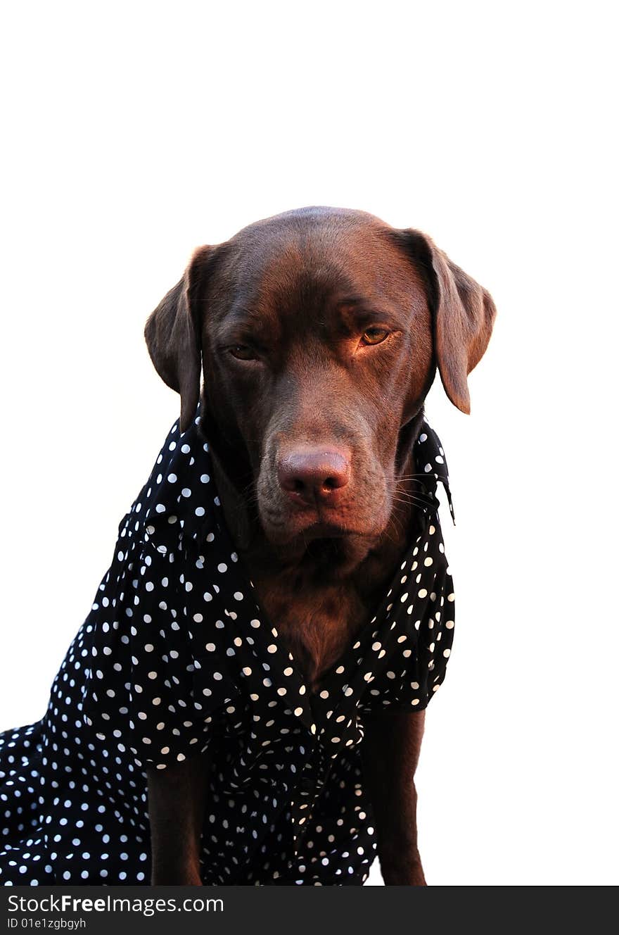 Labrador in a dress