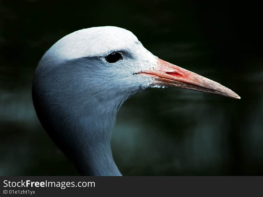 Bird at it nature views