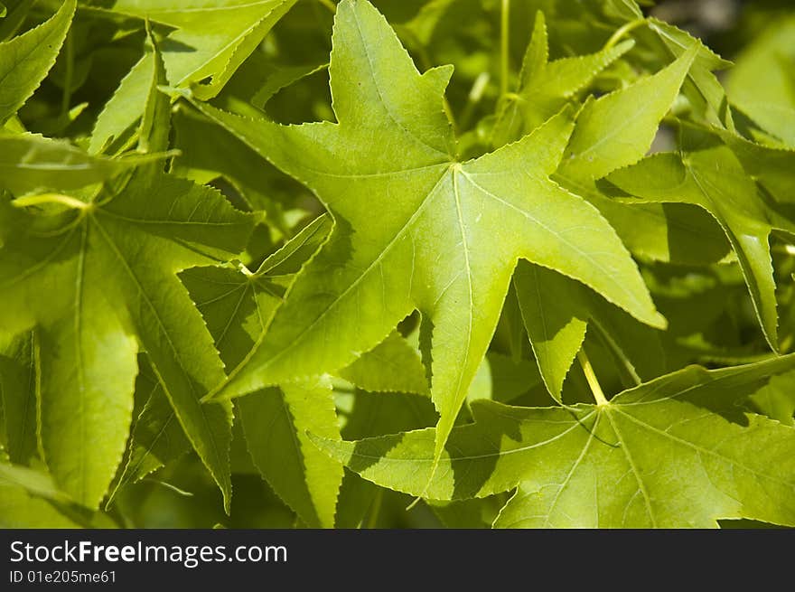 Foliage