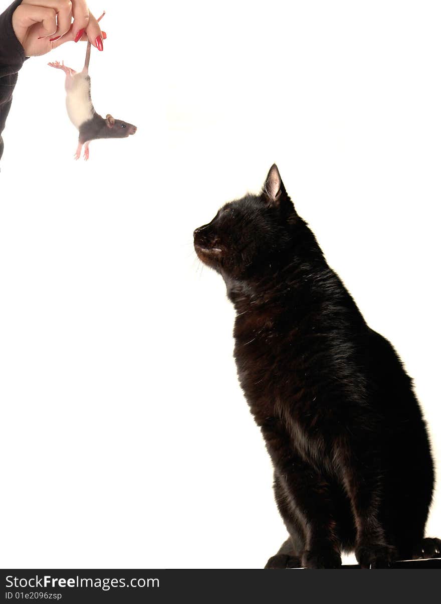 Cat and rat on a white background