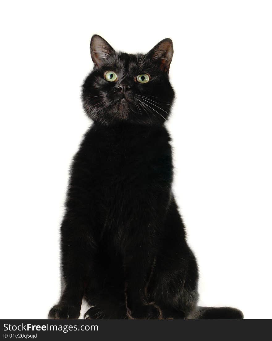 Black cat on a white background