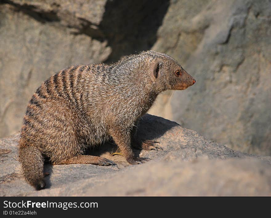 banded mongoose