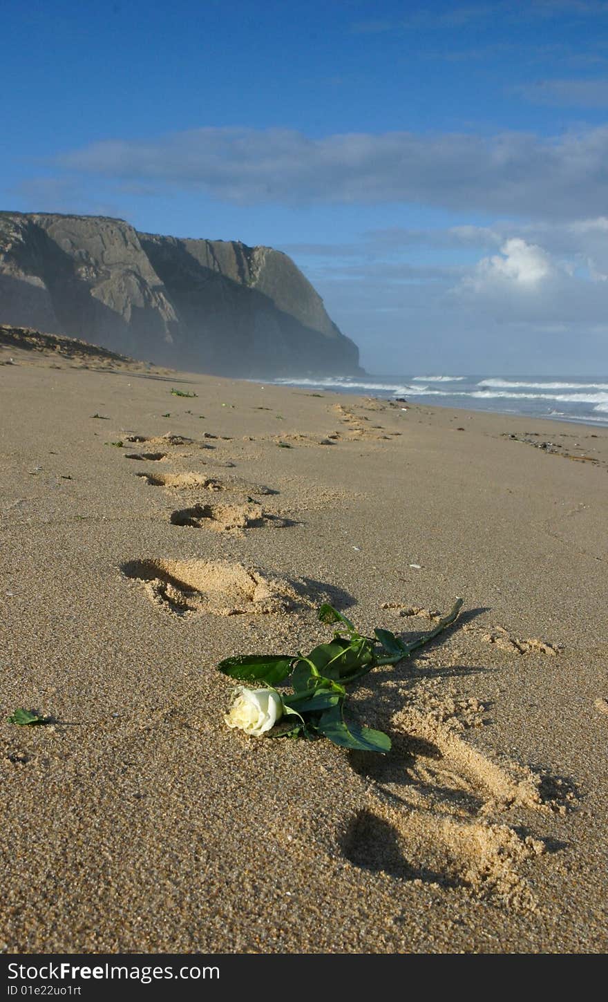 Dry rose on an empty beach. Dry rose on an empty beach