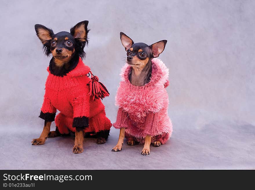 Two russian toy terrier in clothes