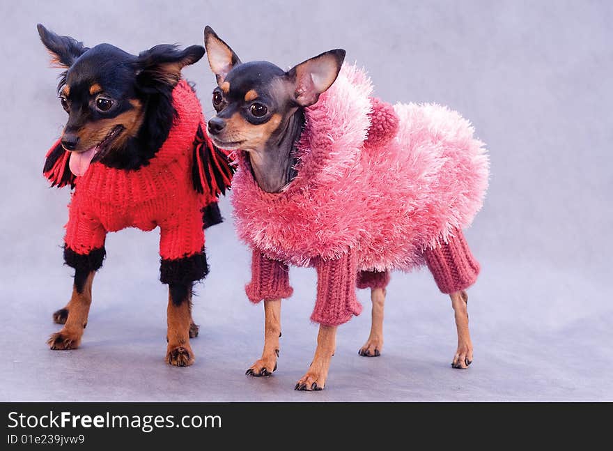 Two russian toy terrier in clothes